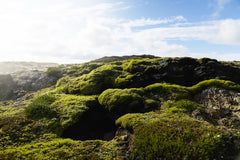 Icelandic nature, moss